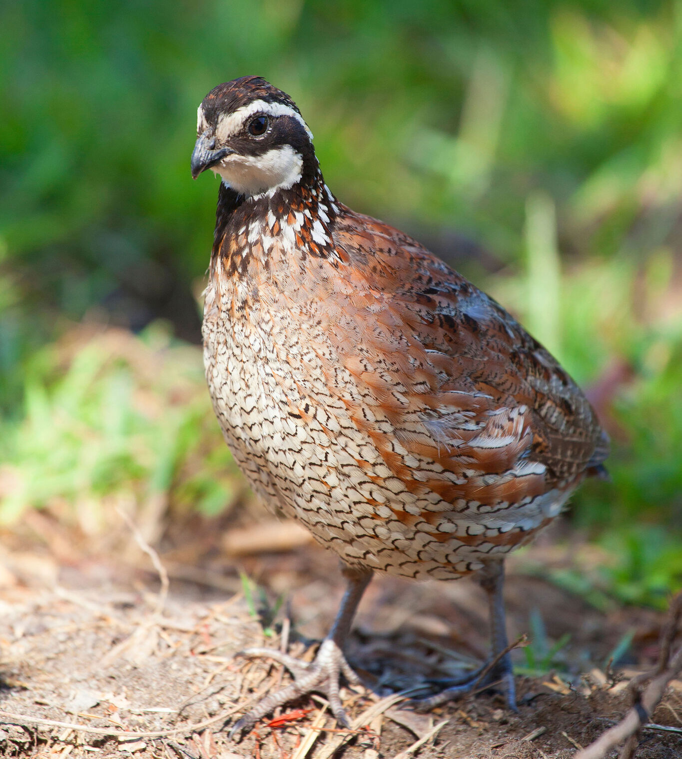 Quail